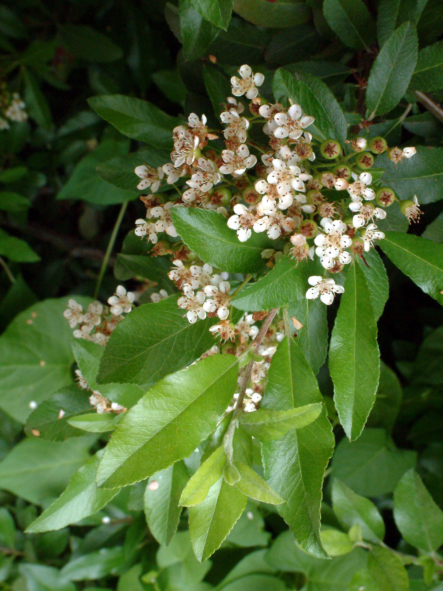 Pyracantha